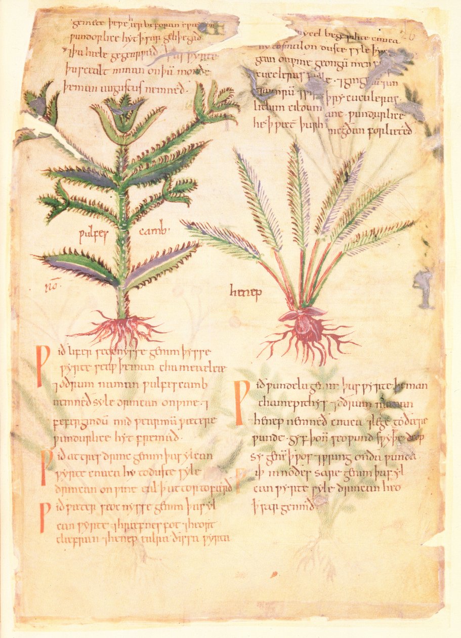 Cotton Vitellius C.III fol.30 Ilustracje Wulfes Camb i Henep, z 