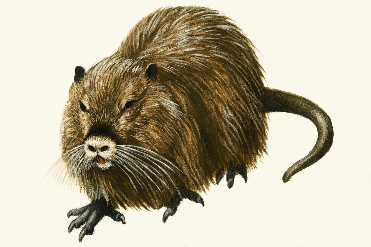Coypu autorstwa English School