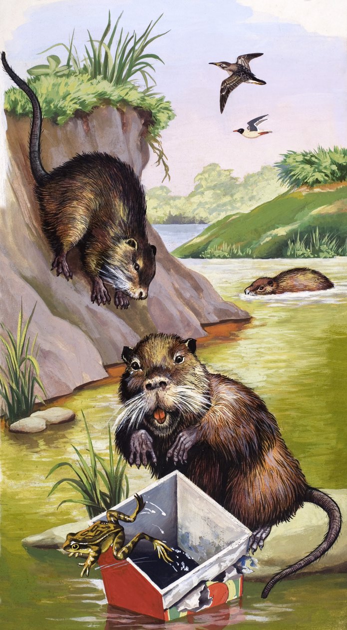 Coypu autorstwa English School