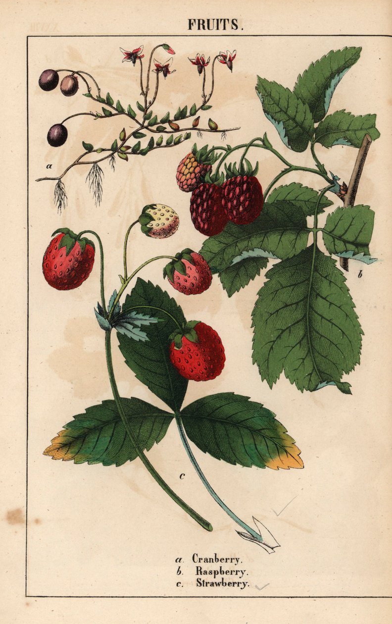 Owoce żurawiny, maliny i truskawek.   , z „Pouczającej książki z obrazkami, czyli lekcji ze świata warzyw”, [Charlotte Mary Yonge], Edynburg autorstwa English School