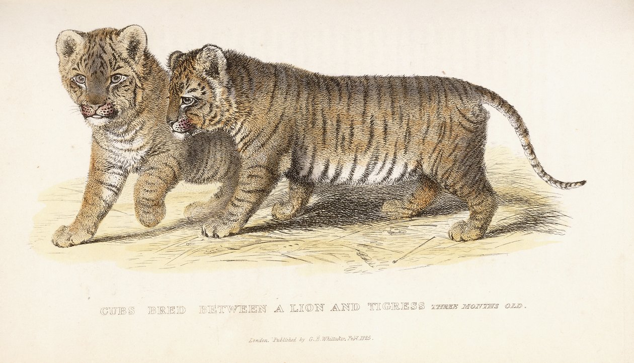 Młode wyhodowane między lwem a tygrysicą, trzy miesiące, 1827-1835 autorstwa English School