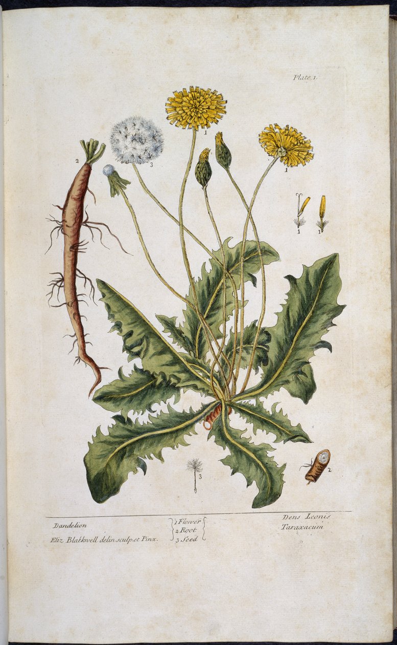 Dandelion, z „Ciekawy Herbal…” Elizabeth Blackwell autorstwa English School