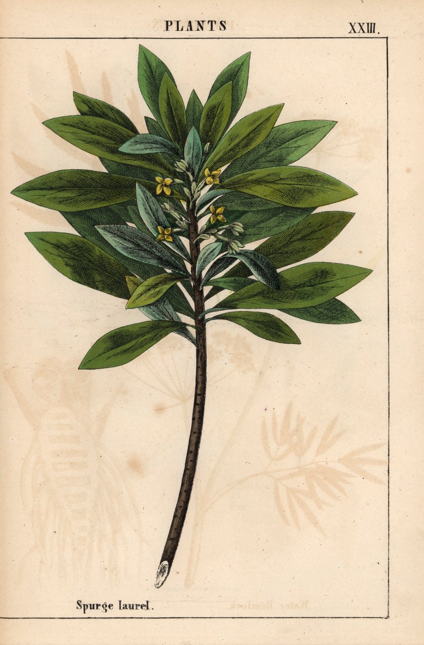 Daphne laureola lub Spurge-laurel   , z „Pouczającej książki z obrazkami, czyli lekcji ze świata warzyw”, [Charlotte Mary Yonge], Edynburg autorstwa English School
