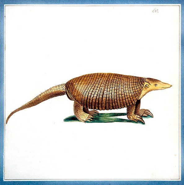 Dasypus pancernik, ok. 1810 (akwarela na papierze) autorstwa English School