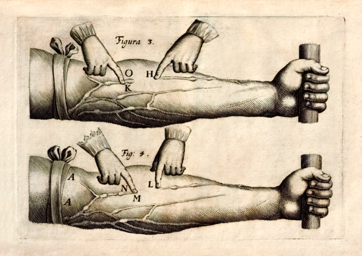De Motu Cordi, zbiór Sanguinis in Animalibus (Ruch serca i krwi w żywych istotach) Williama Harveya (1578-1657) opublikowany po raz pierwszy w 1628 r., ukazujący sieć żył w przedramieniu zawierającą zastawki jednokierunkowe. autorstwa English School