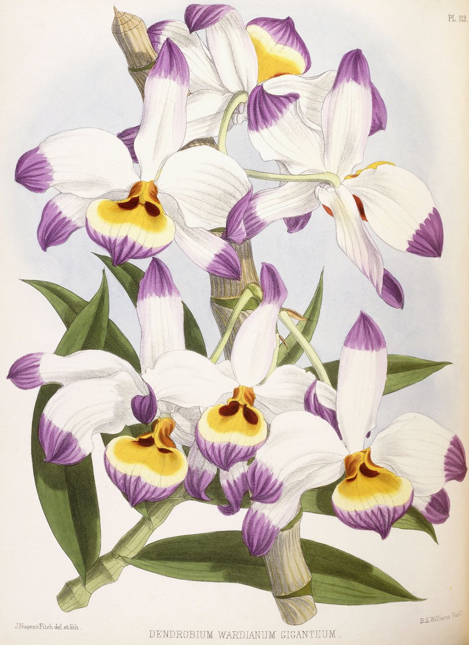 Dendrobium Wardianum Giganteum, 1824-1890 autorstwa English School