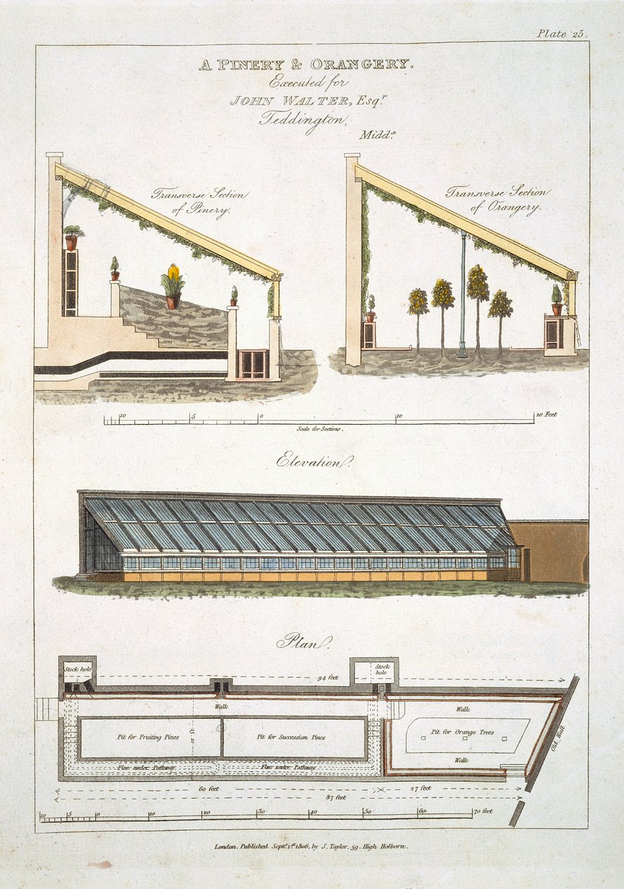 Projekt sosny i oranżerii w Teddington, 1806 r. autorstwa English School