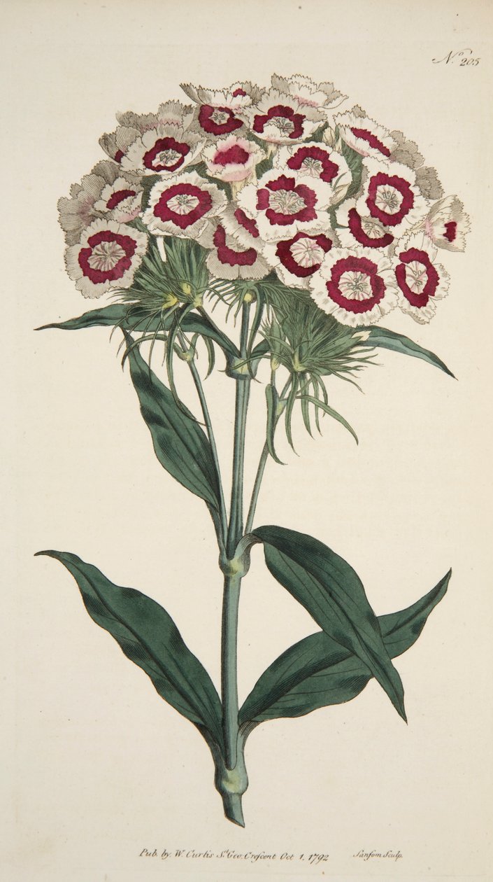 Dianthus Barbatus Brodaty Różowy, wyd. 1792 ręcznie kolorowane grawerowanie. autorstwa English School
