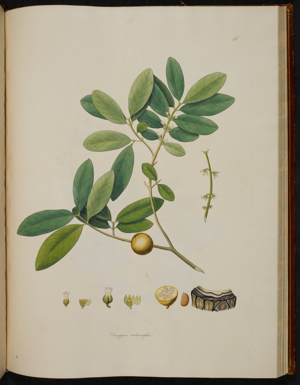 Diospyros melanoxylon, z „Rośliny Wybrzeża Coromandel” autorstwa English School
