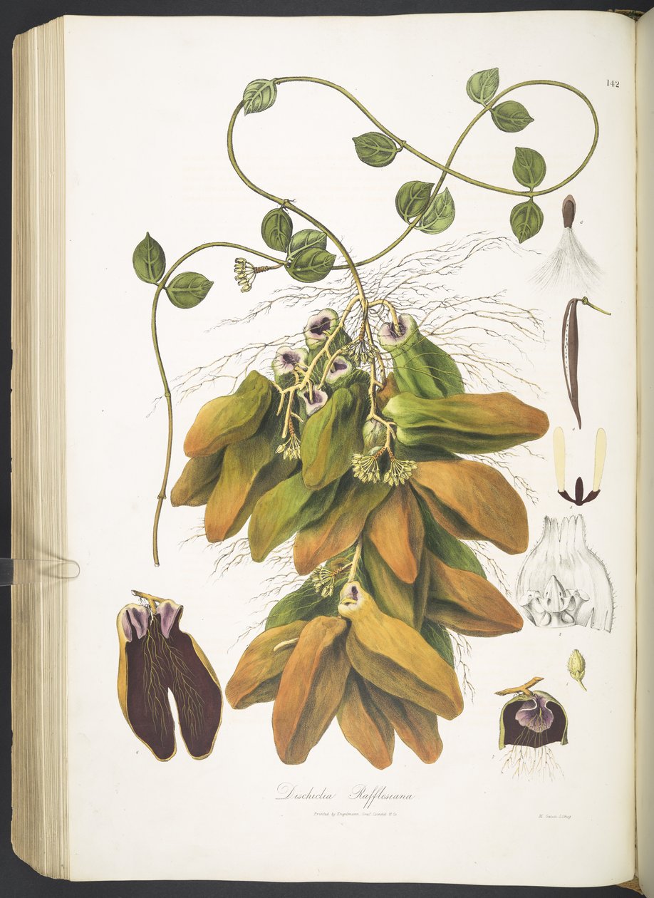 Dischidia Rafflesiana, tablica 142 z 