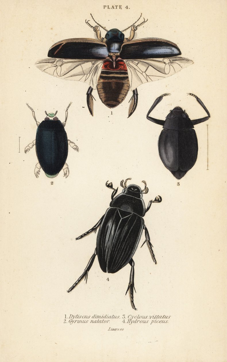 chrząszcz nurek, Dytiscus dimidiatus 1, chrząszcz wirginijski, Gyrinus natator 2, Cyclous vittatus 3 i chrząszcz srebrzysty, Hydrophilus piceus 4 autorstwa English School