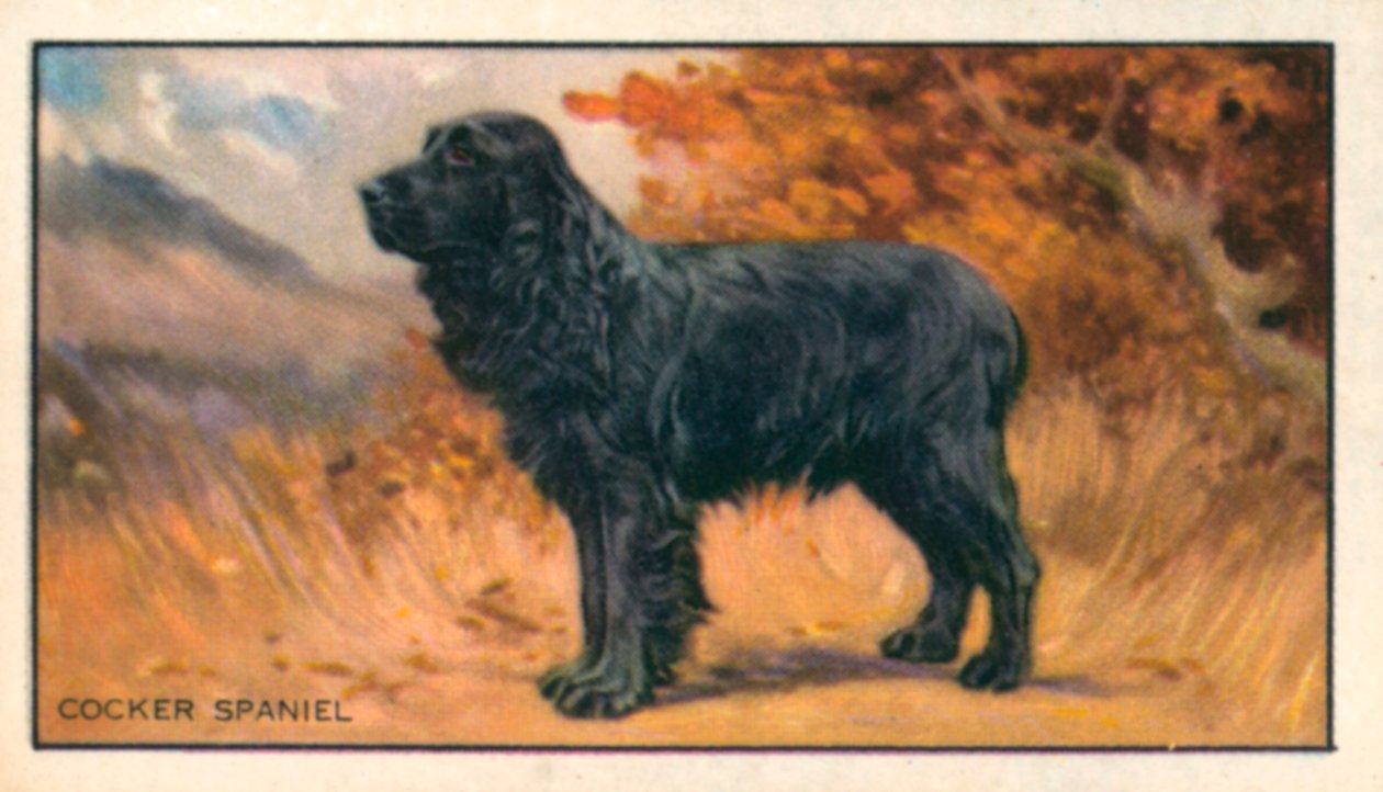 Psy: Cocker Spaniel (kolorowa litografia) autorstwa English School