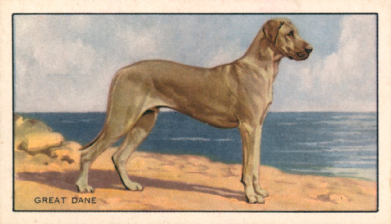 Psy: dog niemiecki (kolorowa litografia) autorstwa English School
