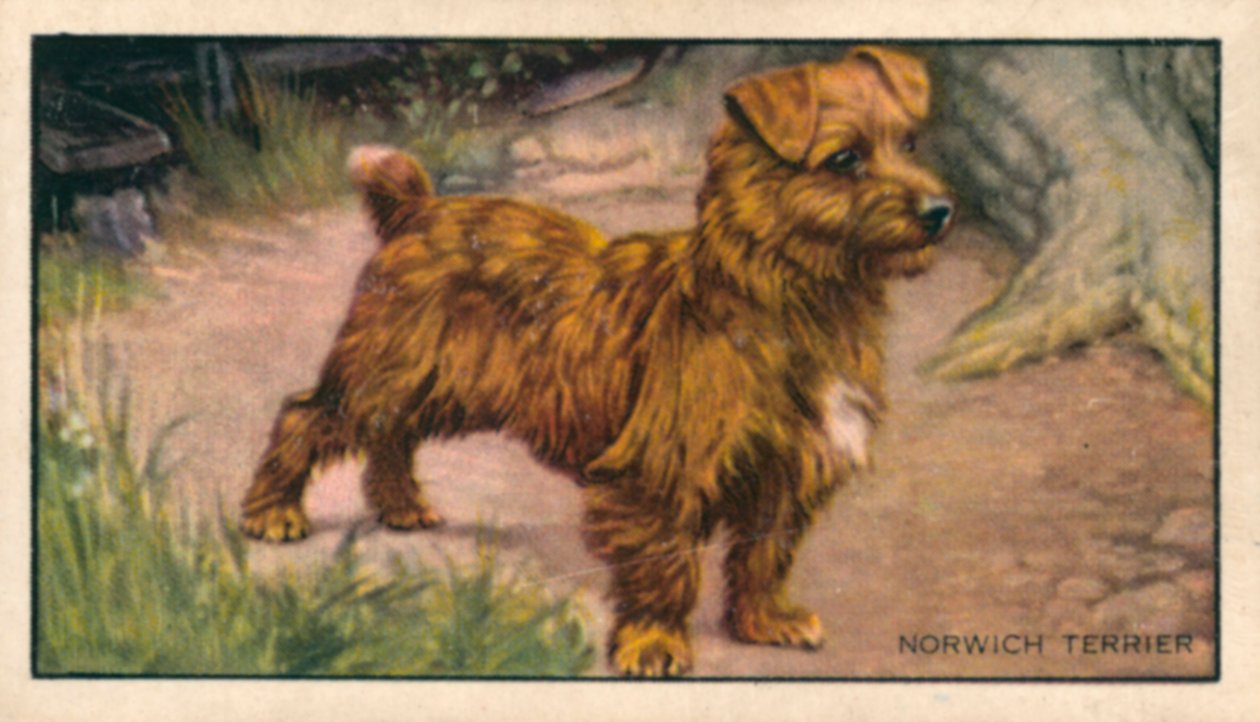 Psy: Norwich Terrier (kolorowa litografia) autorstwa English School