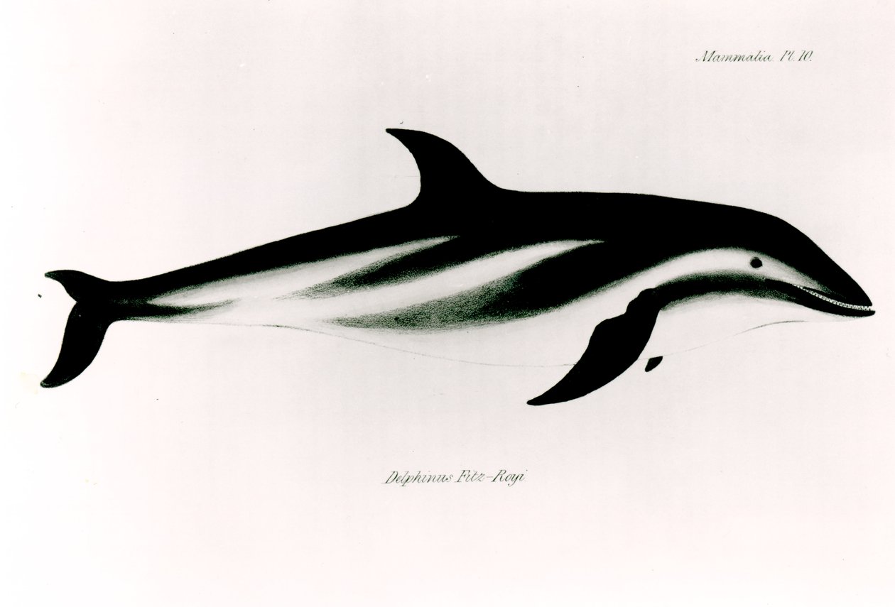 Delfin, ilustracja z „Zoologii podróży H.M.S Beagle, 1832-36”, autorstwa Charlesa Darwina (1809-92) autorstwa English School