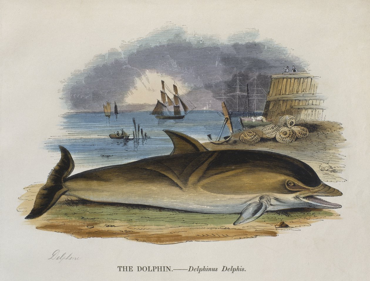 Delfin na brzegu, 1823 (kolor grawerowany) autorstwa English School