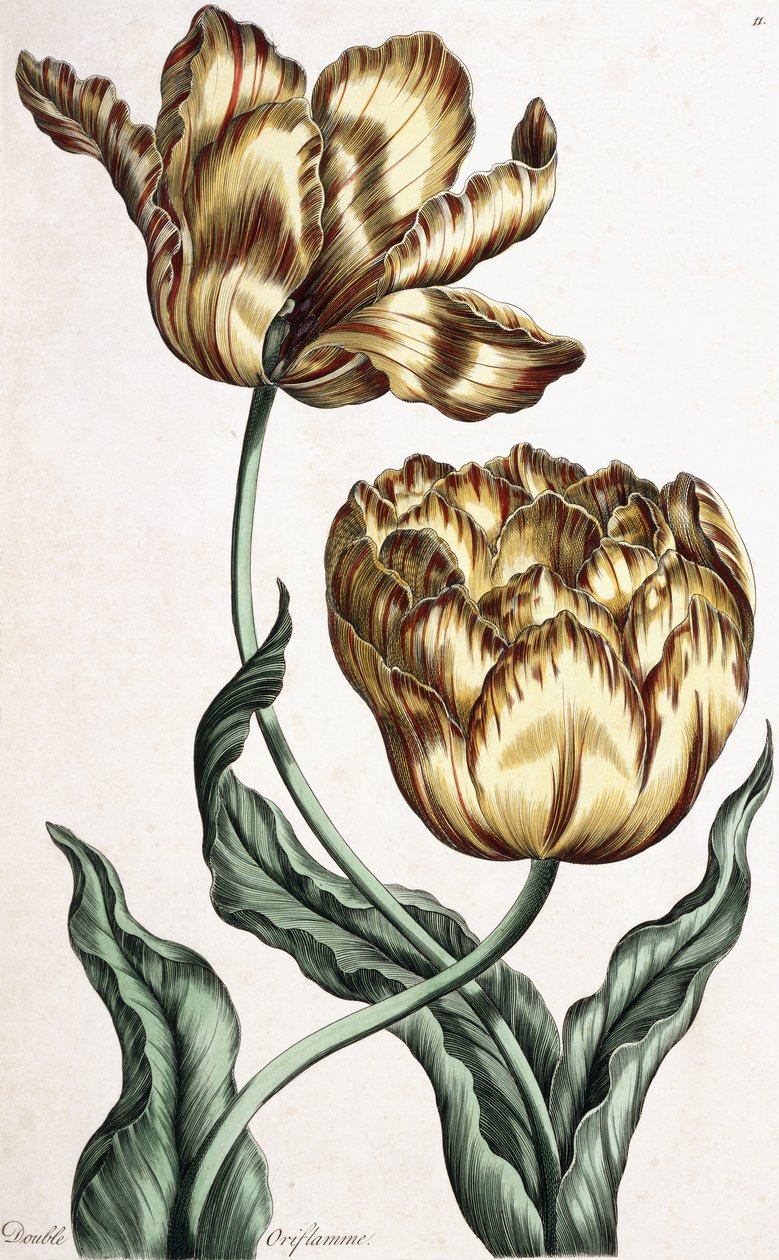 Podwójna Oriflame, 1759 autorstwa English School