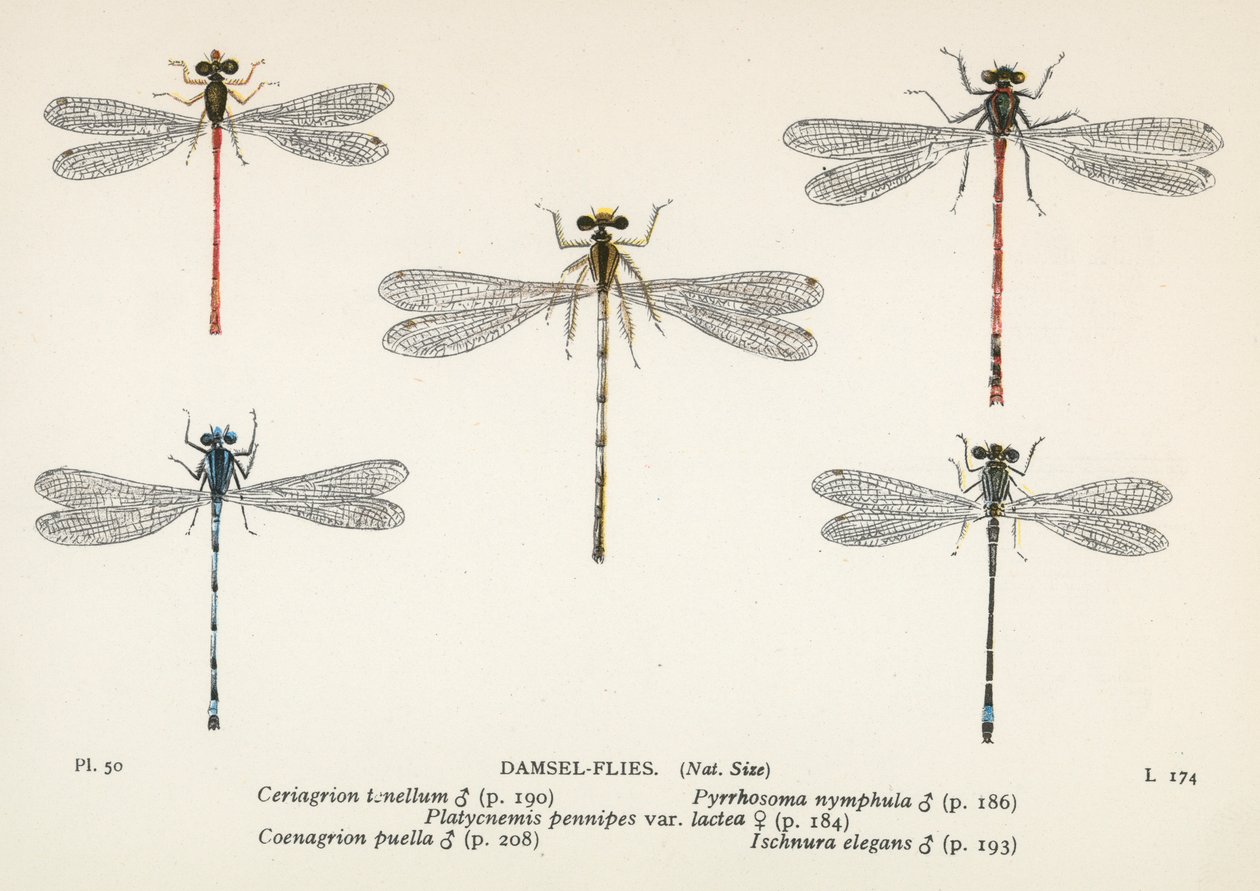 Ważki: Damsel-Flies (kolorowa litografia) autorstwa English School