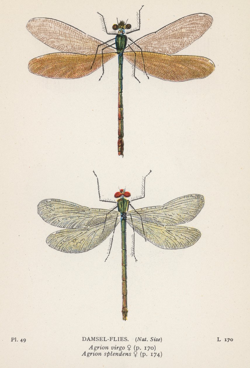 Ważki: Damsel-Flies (kolorowa litografia) autorstwa English School