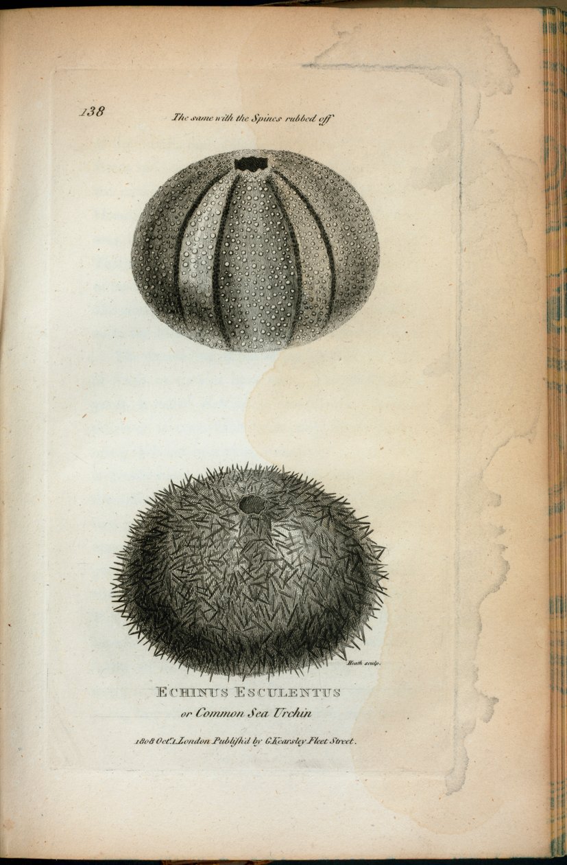 Echinus Esculentus lub jeżowiec morski; To samo ze ścieraniem Spines z „Wykładów zoologicznych wygłoszonych w instytucji królewskiej w latach 1806 i 1807” George