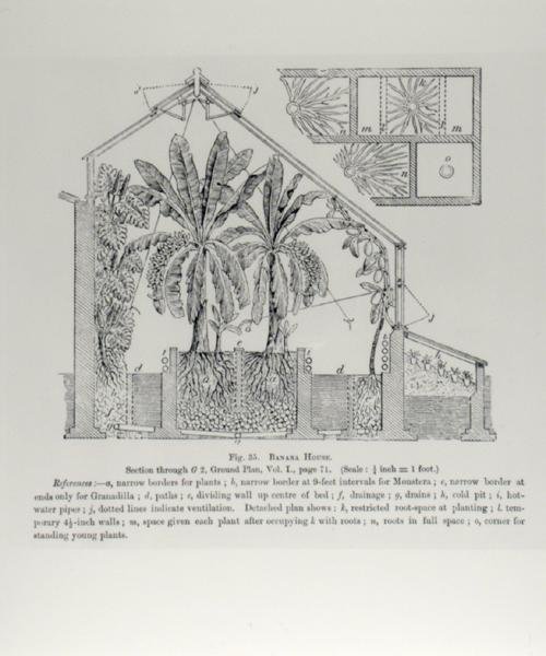 Elewacja szklarni, z „Przewodnika hodowcy owoców” Johna Wrighta, opublikowanego ok. 1897-1905 (rycina) (zdjęcie czarno-białe) autorstwa English School