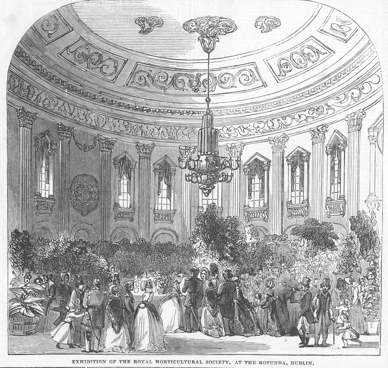 Wystawa Royal Horticultural Society, Rotunda, Dublin, ilustracja z „The Illustrated London News”, 1854 autorstwa English School