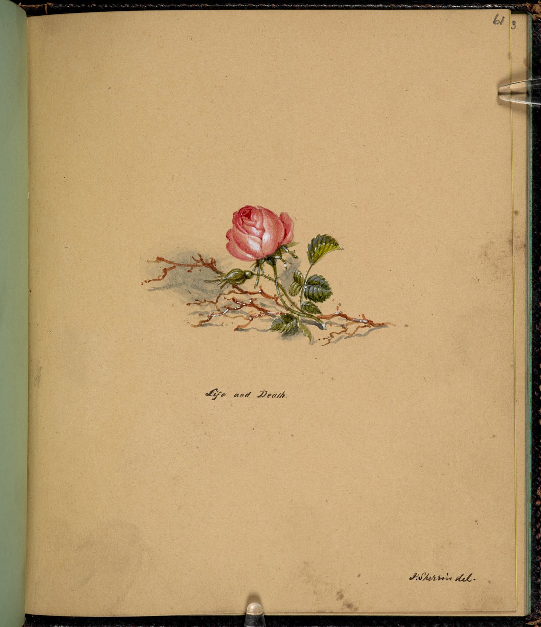 F. 61: Róża, Życie i śmierć, z „Księgi szkiców ze scenami z opowiadań Karola Dickensa” (ołówek i akwarela na papierze) autorstwa English School