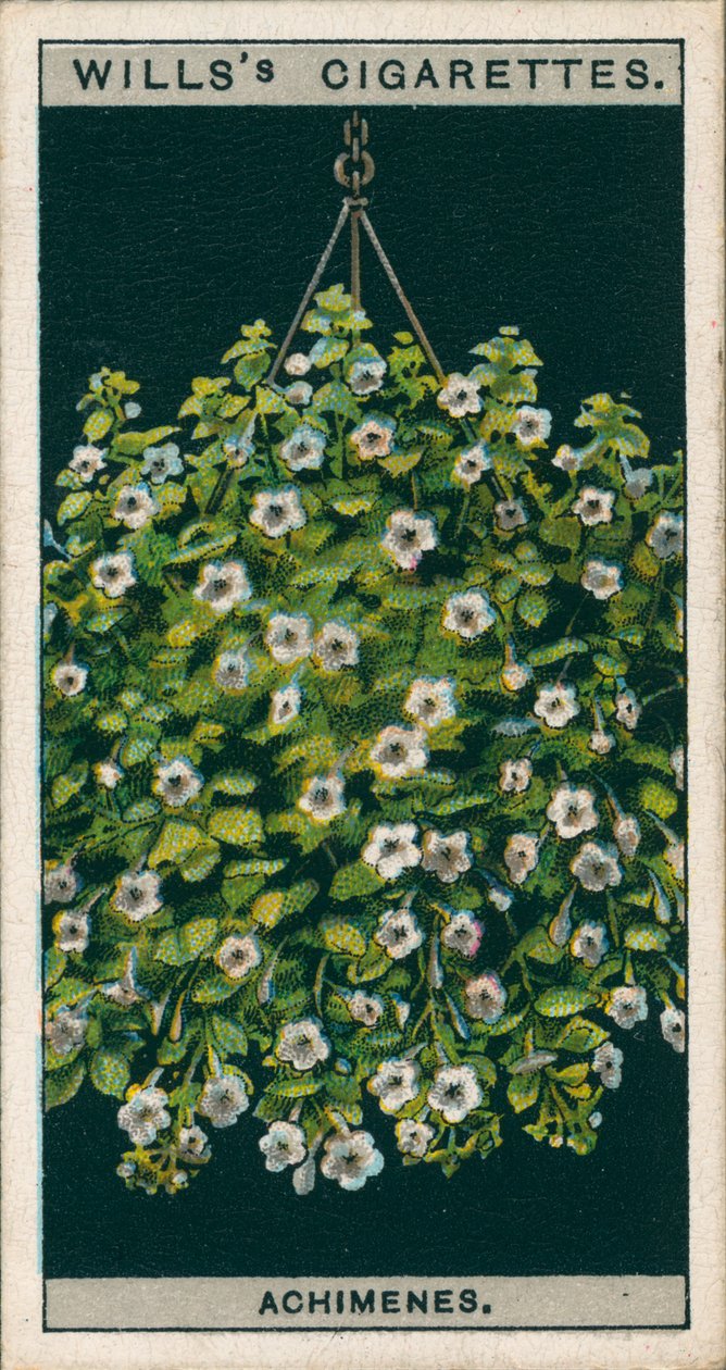 Kultura kwiatów w doniczkach: Achimenes (chromolitho) autorstwa English School