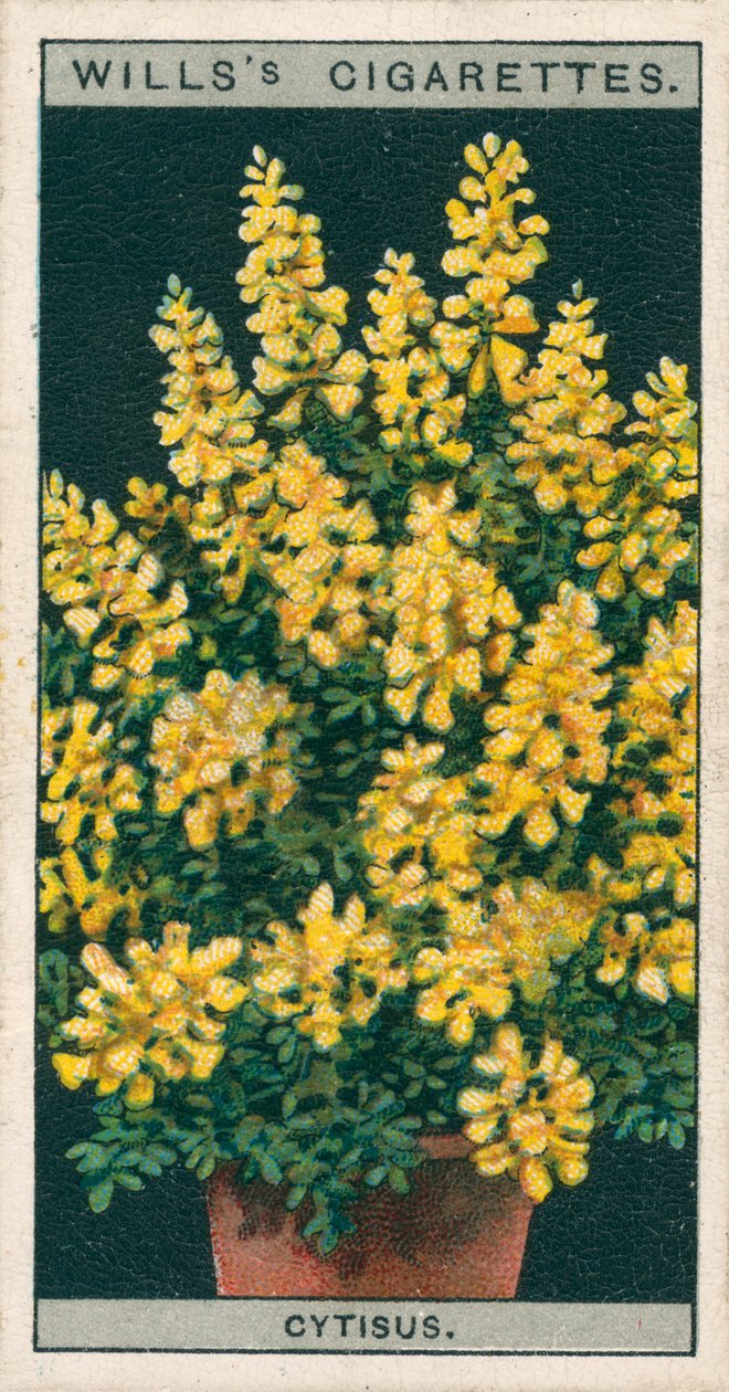 Hodowla kwiatów w doniczkach: Cytisus lub Genista (chromolitho) autorstwa English School