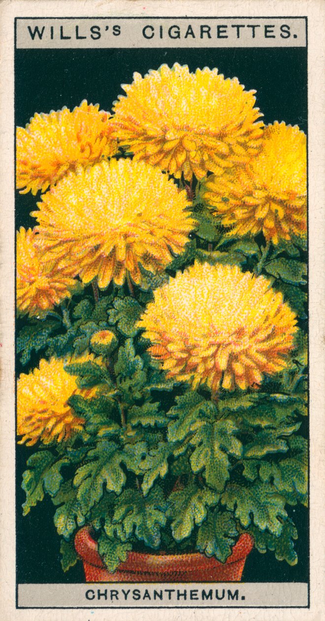 Uprawa kwiatów w doniczkach: Chryzantema karłowata (chromolitho) autorstwa English School