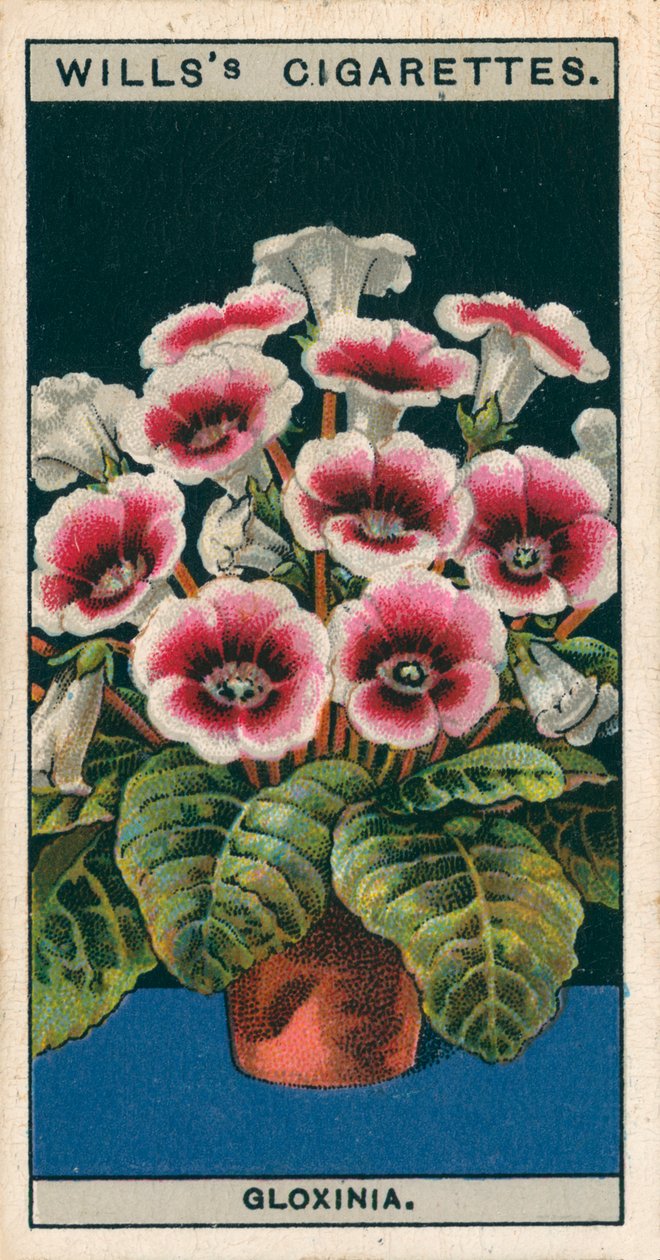 Kultura kwiatów w doniczkach: Gloksynia (chromolitho) autorstwa English School