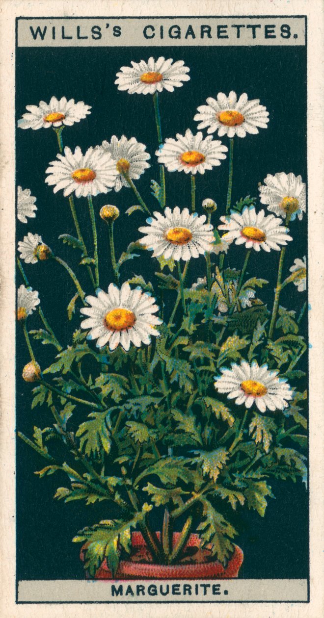 Hodowla kwiatów w doniczkach: Marguerite (chromolitho) autorstwa English School