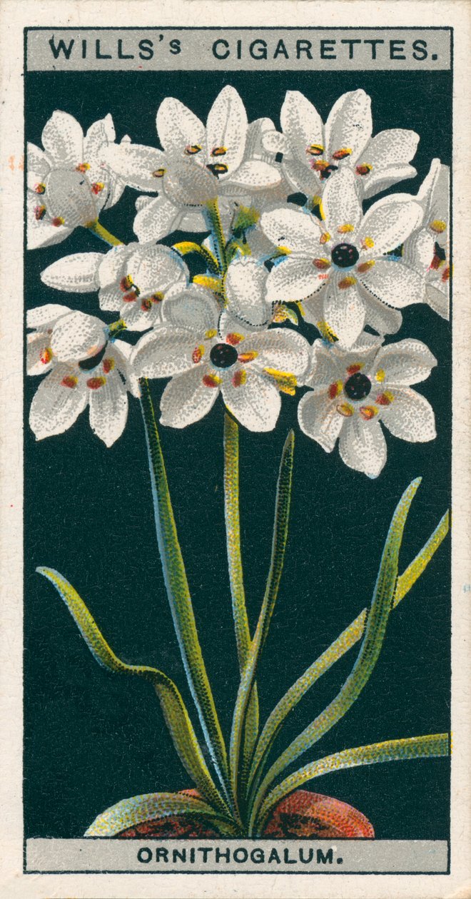 Kultura kwiatów w doniczkach: Ornithogalum (chromolitho) autorstwa English School