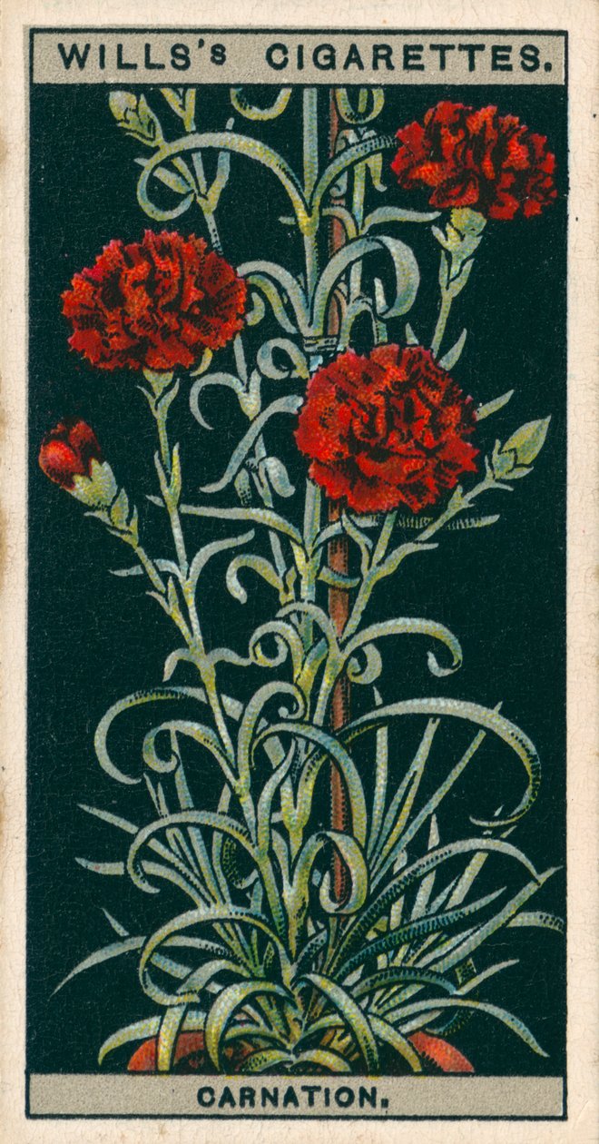 Uprawa kwiatów w doniczkach: Goździk wiecznie kwitnący (chromolitho) autorstwa English School