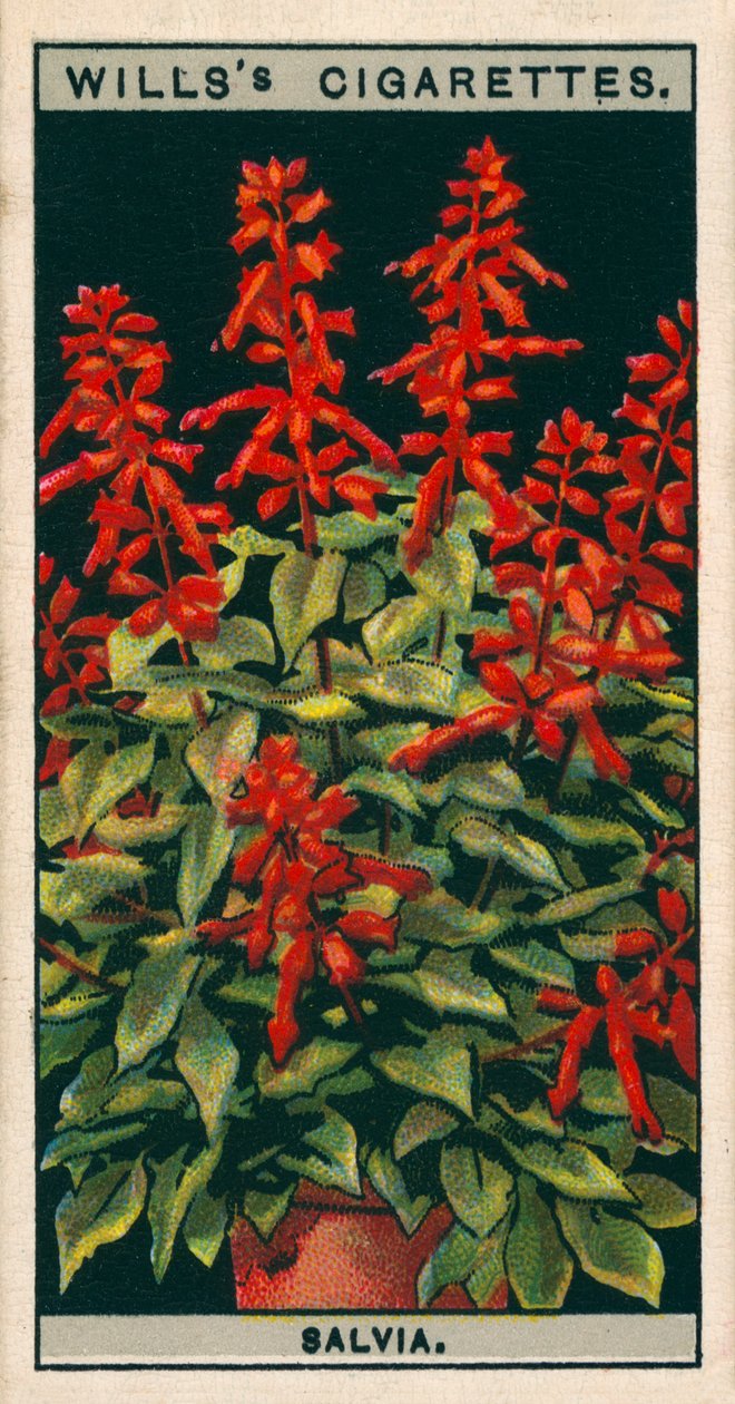 Kultura kwiatów w doniczkach: Salvia (chromolitho) autorstwa English School