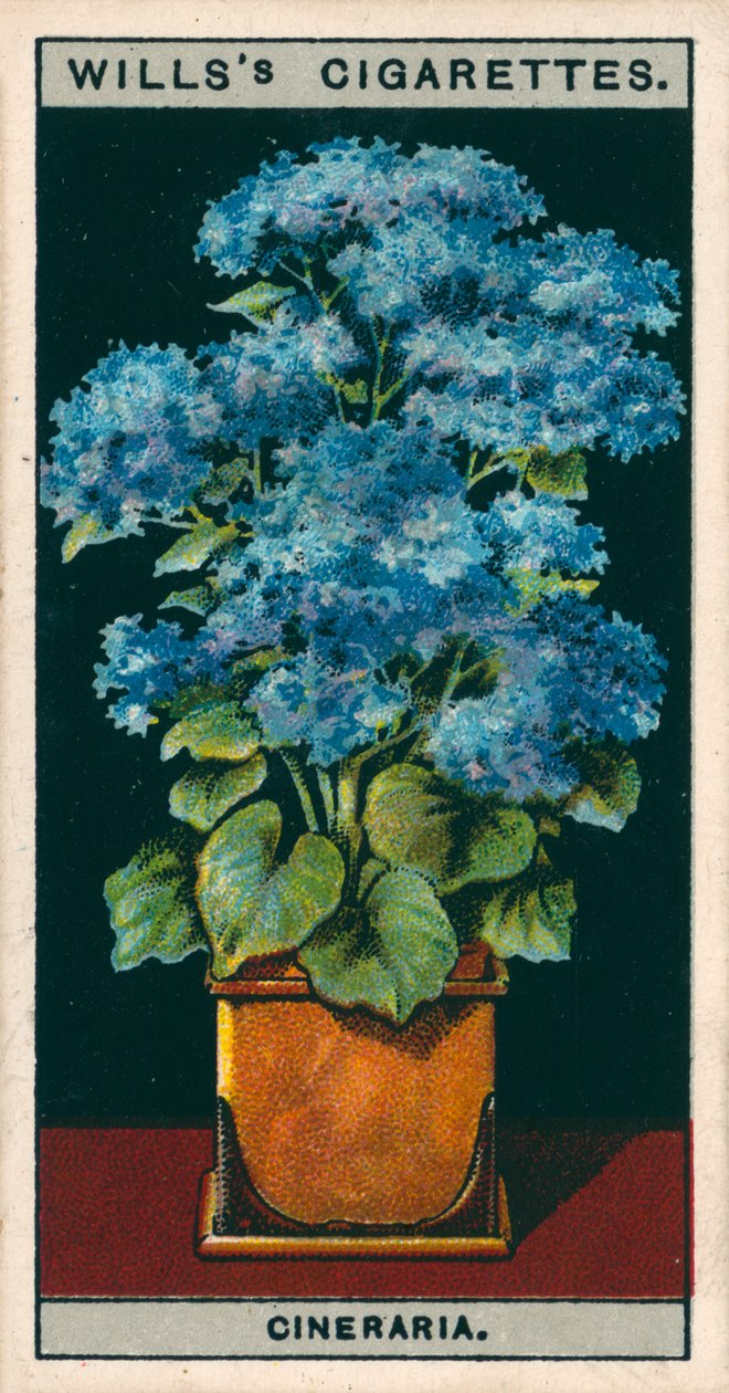 Kultura kwiatów w doniczkach: Cyneraria gwiaździsta (chromolitho) autorstwa English School