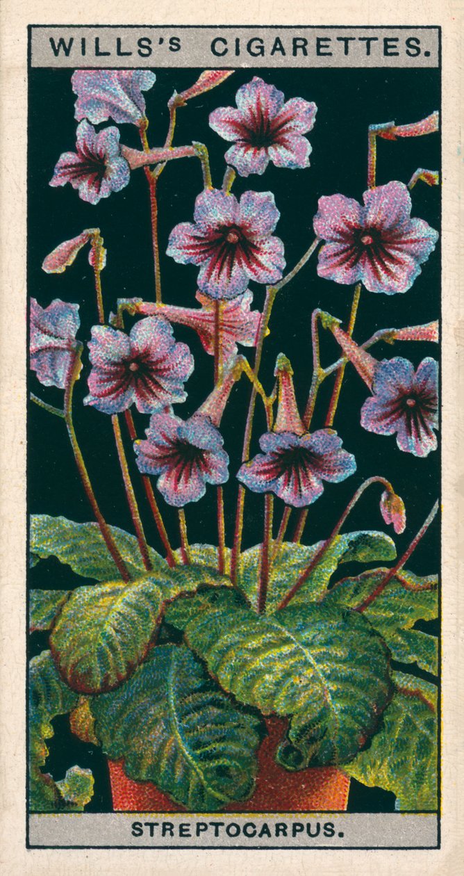 Kultura kwiatowa w doniczkach: Streptocarpus lub Cape Primrose (chromolitho) autorstwa English School