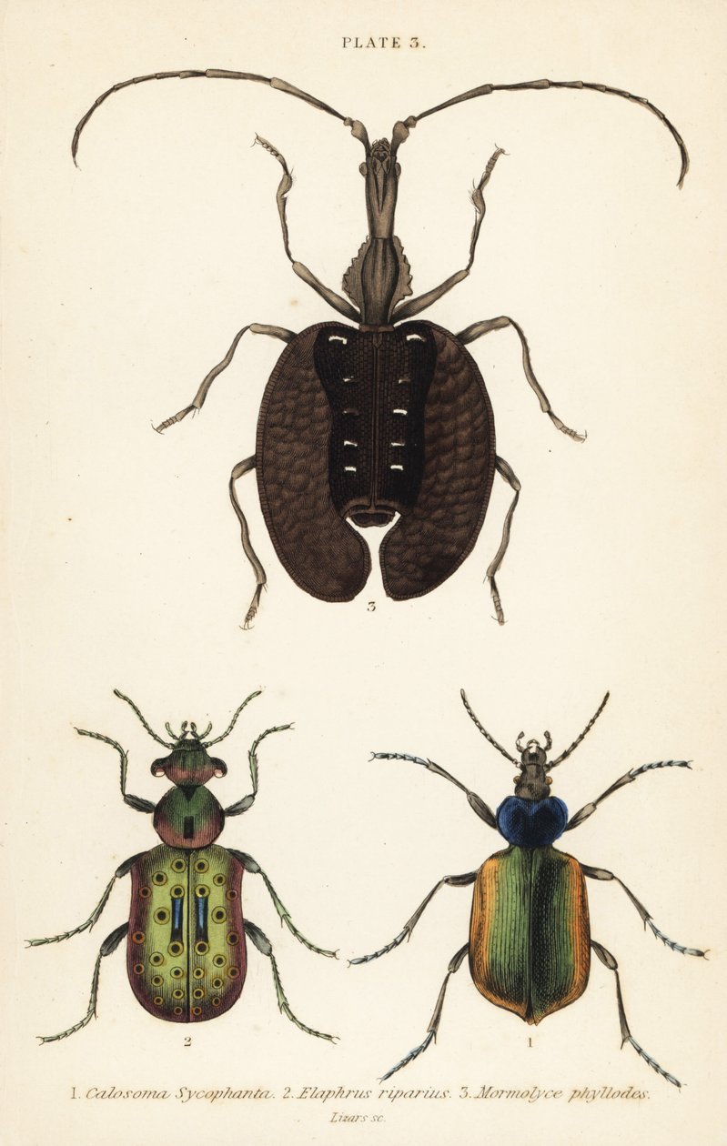 Łowca gąsienic leśnych, Calosoma sycophanta 1, chrząszcz biegaczowaty, Elaphrus riparius 2 i chrząszcz skrzypcowy, Mormolyce phyllodes 3 autorstwa English School