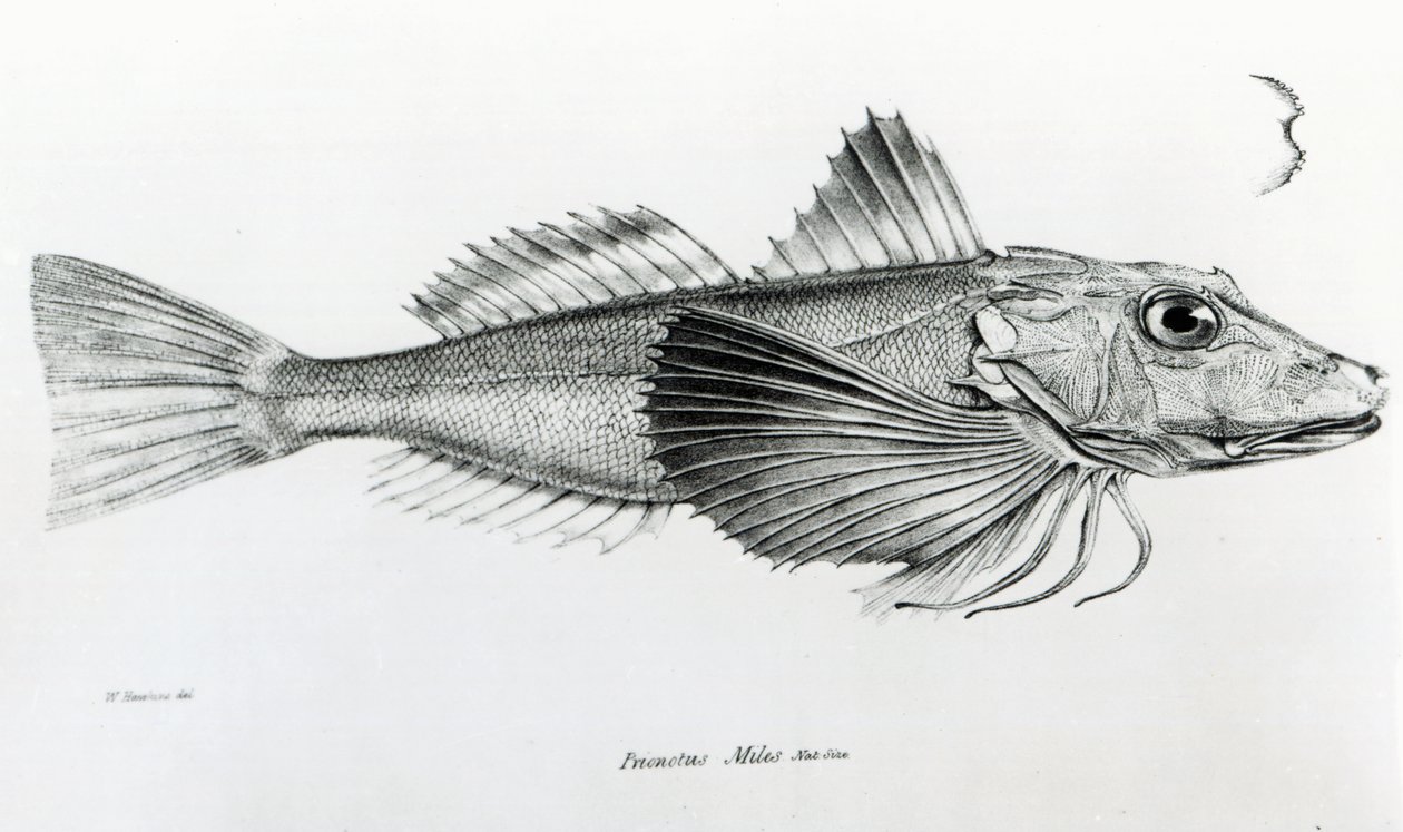 Galapagos Gurnard, płyta 6 z „Zoologii podróży H.M.S Beagle, 1832-36” Karola Darwina autorstwa English School