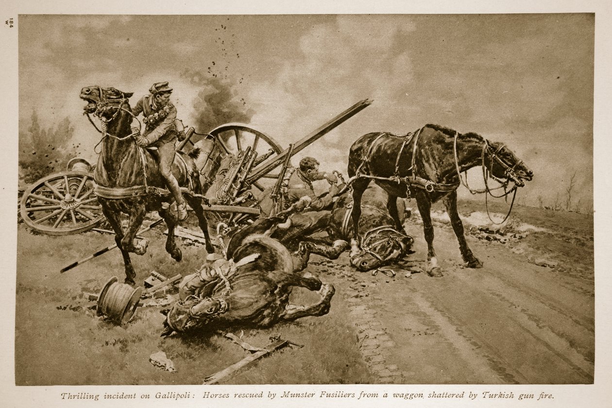 Gallipoli: konie uratowane przez fizylierów munsterskich z wozu roztrzaskanego ogniem tureckiej broni, 1914-19 autorstwa English School