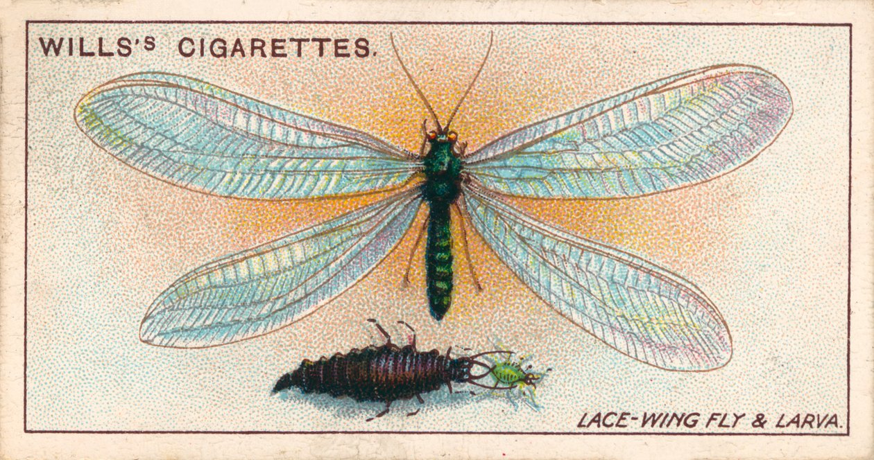 Życie w ogrodzie: Mucha koronkowa i larwa (chromolitho) autorstwa English School