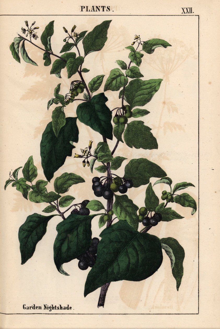 Psianka ogrodowa lub czarna z czarnymi jagodami Solanum nigrum   , z „Pouczającej książki z obrazkami, czyli lekcji ze świata warzyw”, [Charlotte Mary Yonge], Edynburg autorstwa English School