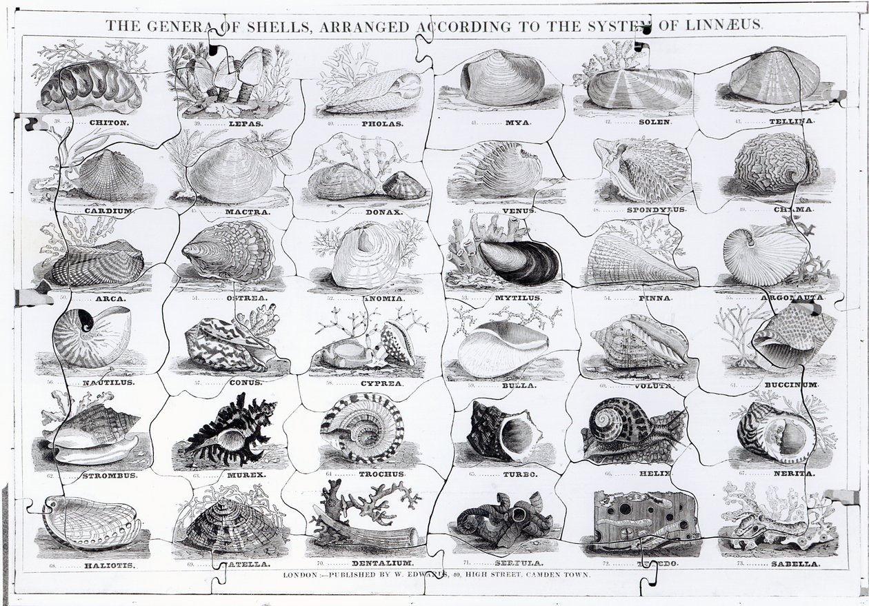 Układanka Genera of Shells, wyd. W. Edwards autorstwa English School