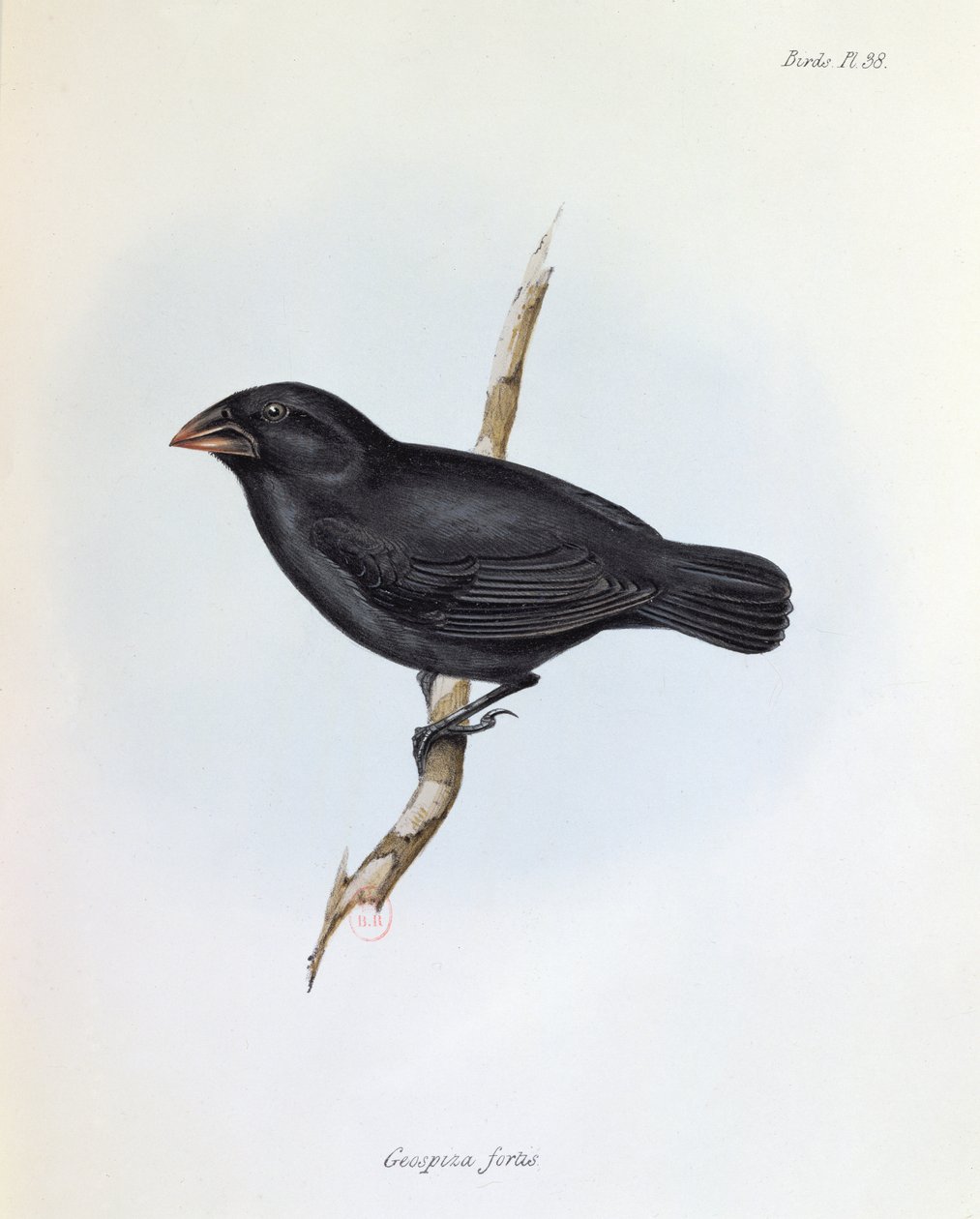 Geospiza Fortis, ilustracja z The Zoology of the Voyage of H.M.S. Beagle, 1832-36, Charles Darwin (1809-92), 1840 autorstwa English School