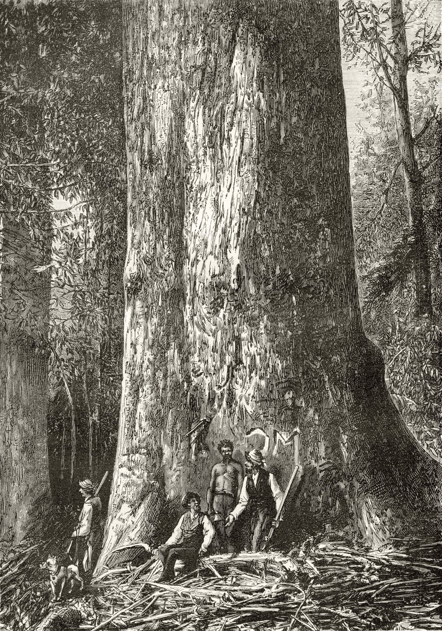 Giant Gum Tree, ok. 1880, z „Australian Pictures” Howarda Willoughby, opublikowane przez religijne Towarzystwo Traktowe, Londyn, 1886 autorstwa English School