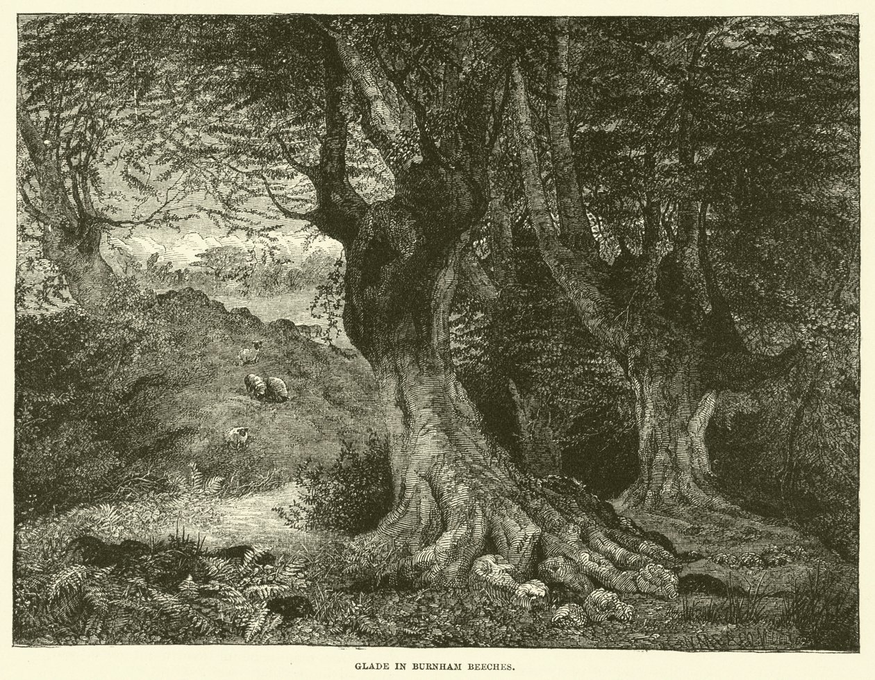Polana w Burnham Beeches (grawerunek) autorstwa English School