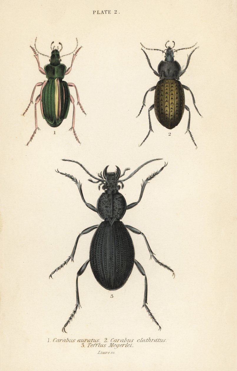 Biegacz złocisty, Carabus auratus 1, biegacz zwyczajny, Carabus clathratus 2 i duży czarny biegaczowaty, Teflus megerlei autorstwa English School