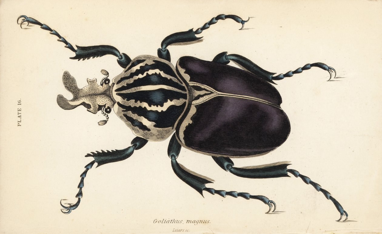 Chrząszcz Goliat , Goliathus goliatus ( Goliathus magnus ) autorstwa English School