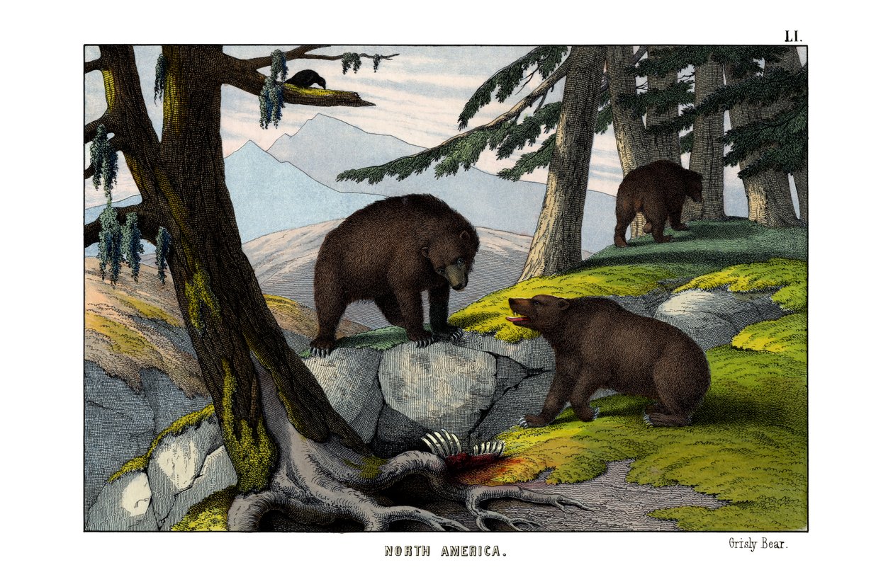 Niedźwiedź grizzly autorstwa English School