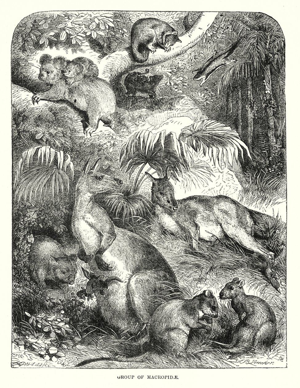 Grupa Macropide (grawerunek) autorstwa English School